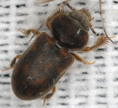 Heteroceridae