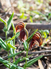 Pterostylis sanguinea