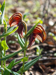 Pterostylis sanguinea