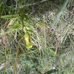 Physalis virginiana