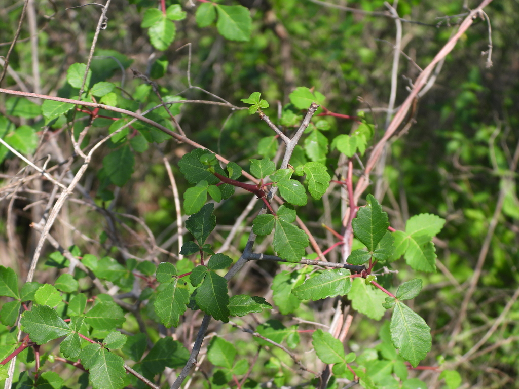 Bursera citronella