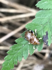 Asiophrida scaphoides