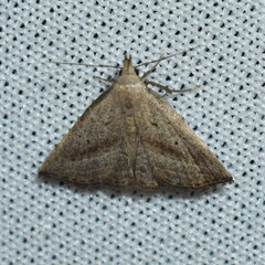 Macrochilo hypocritalis