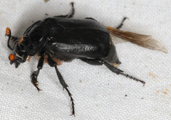 Nicrophorus nigrita