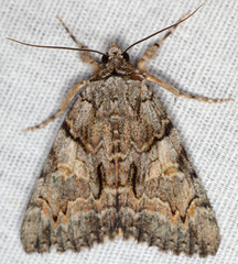 Catocala verrilliana