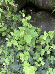 Spiraea blumei