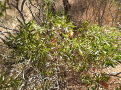 Eremophila duttonii