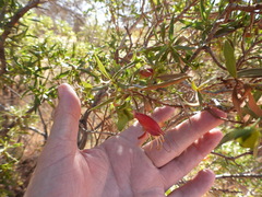 Eremophila duttonii