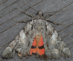 Catocala verrilliana