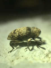 Mechistocerus
