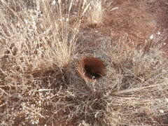 Polyrhachis macropus