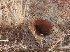 Polyrhachis macropus