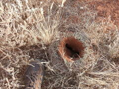 Polyrhachis macropus
