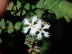 Leucopogon simulans