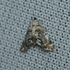 Eoparargyractis irroratalis