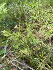 Trepocarpus aethusae