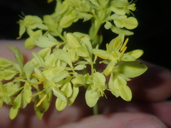 Glischrocaryon aureum