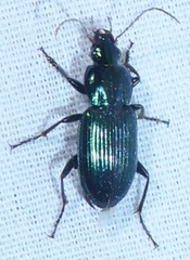 Poecilus scitulus