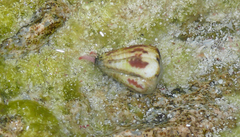 Conus sponsalis image