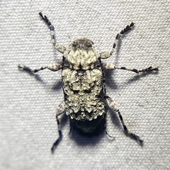 Leptostylus asperatus