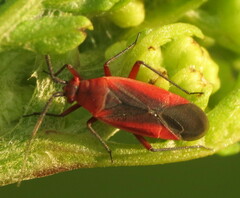 Lopidea instabilis