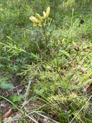 Trepocarpus aethusae