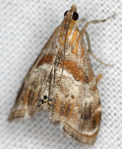 Dusky-patched Dicymolomia photo 3