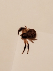 Xysticus texanus