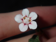 Androcalva pulchella