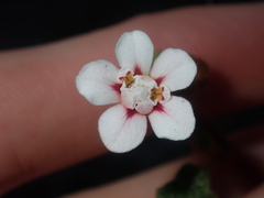 Androcalva pulchella