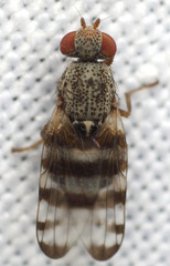 Pseudotephritina inaequalis