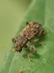 Piomera malayana