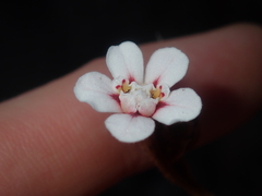 Androcalva pulchella