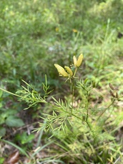 Trepocarpus aethusae