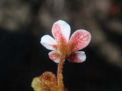 Androcalva pulchella