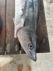 Scomberomorus commerson