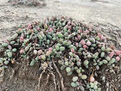 Sesuvium microphyllum