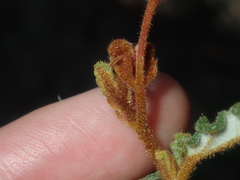 Androcalva pulchella