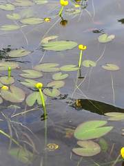 Nuphar microphylla