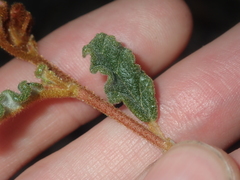 Androcalva pulchella