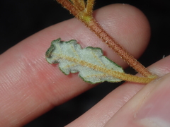 Androcalva pulchella