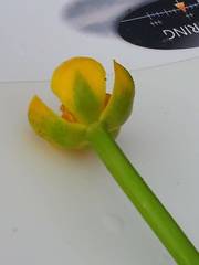 Nuphar microphylla