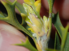 Synaphea spinulosa