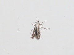 Acrocercopinae