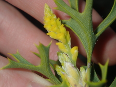 Synaphea spinulosa