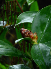 Costus spiralis
