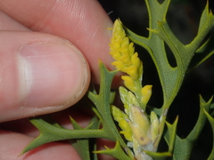 Synaphea spinulosa