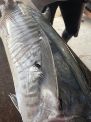 Scomberomorus commerson