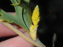 Synaphea spinulosa