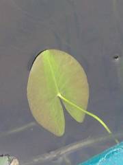 Nuphar microphylla